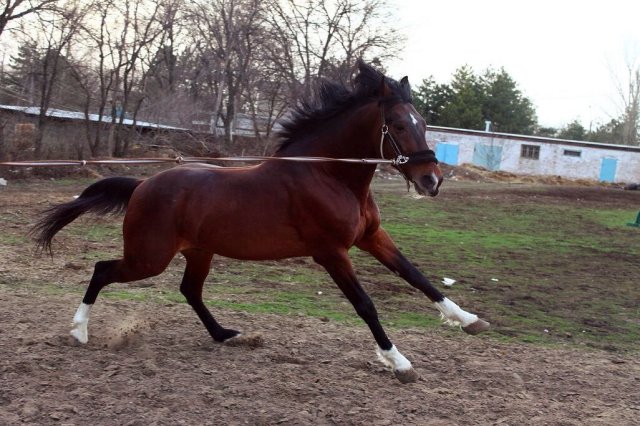 image 00000014-jpg