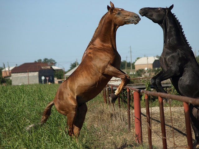 image 00000004-jpg