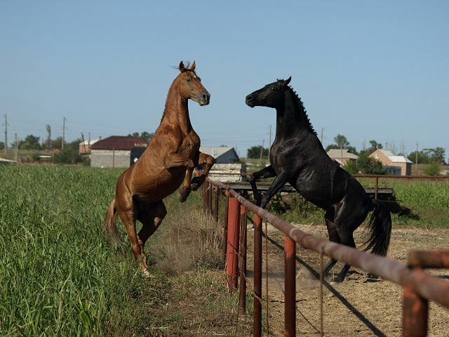 image 00000005-jpg