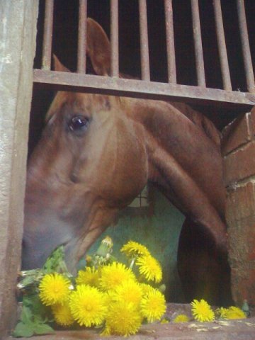 image 00000011-jpg