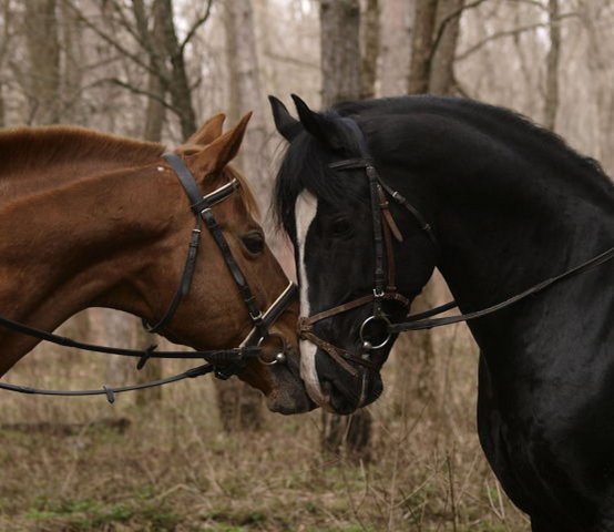 tandem image tandem-jpg